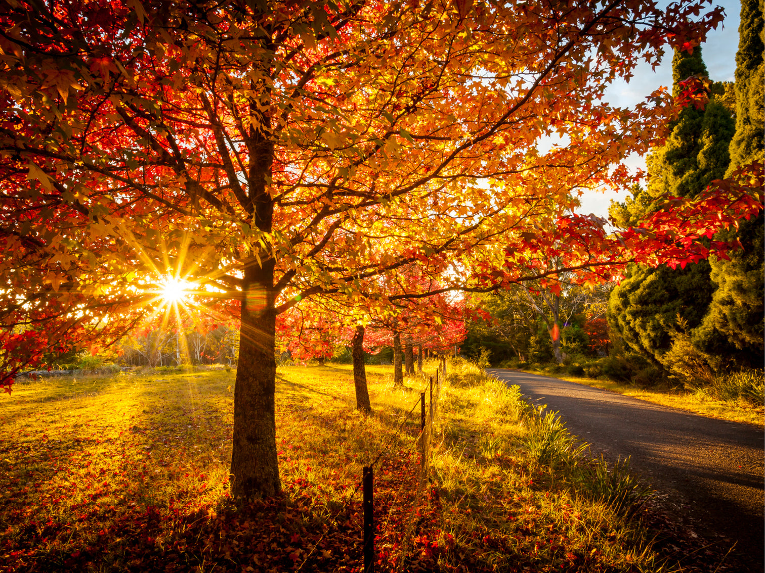 Autumn Colour